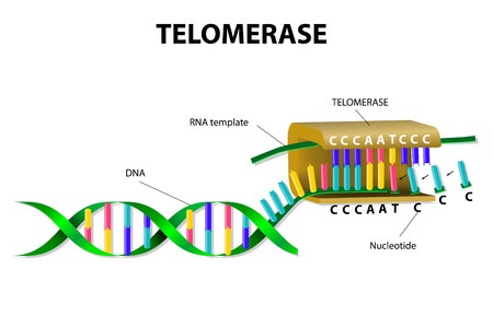 Keep your Telomeres Long